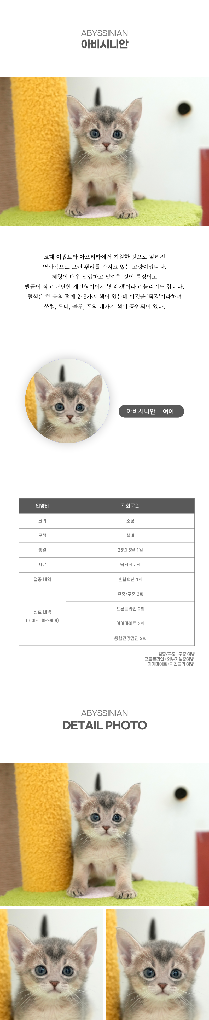 아비시니안_상세이미지_2